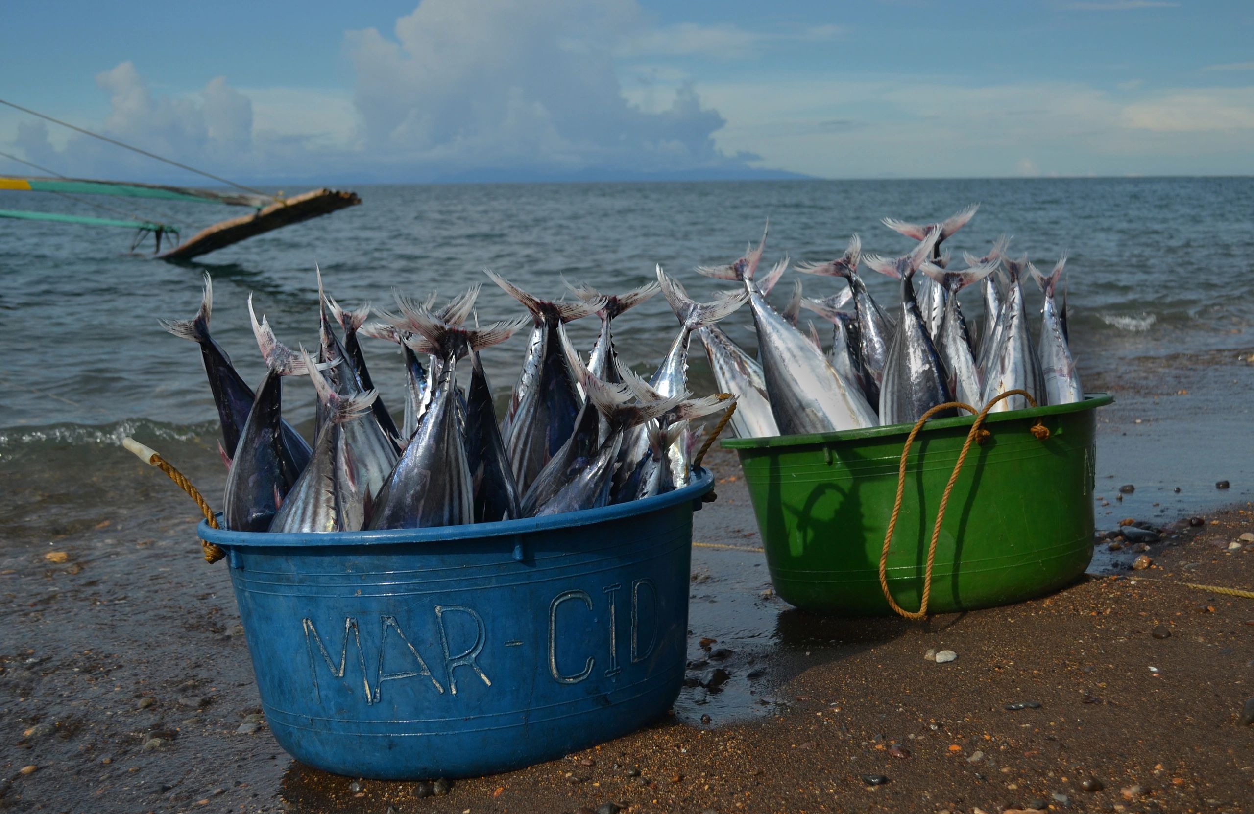 Fresh tuna and seafood selection